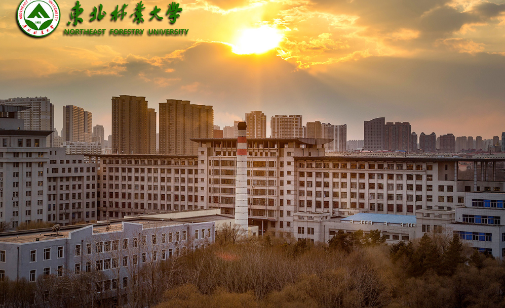 东北林业大学含金量高吗
